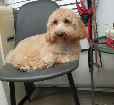 Pippa op haar vertrouwde stoel