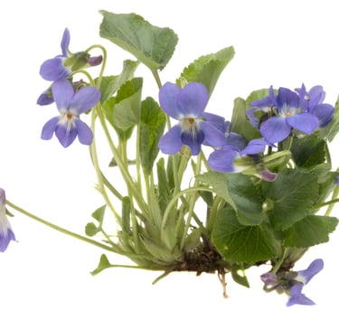a bunch of purple flowers on a white background