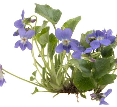 a bunch of purple flowers on a white background