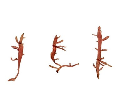 Champia sp.