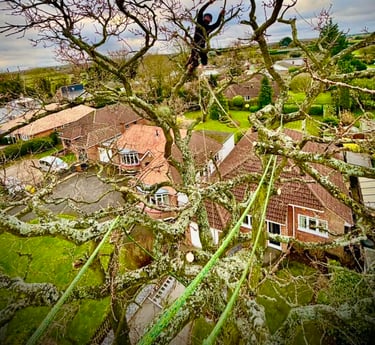 tree pruning by tree surgeon