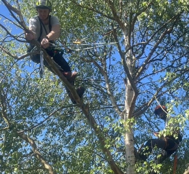 tree cut services at work