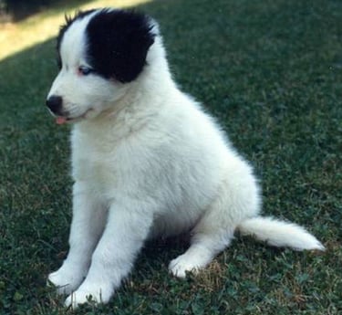 Chiot tout mignon qui tire la langue