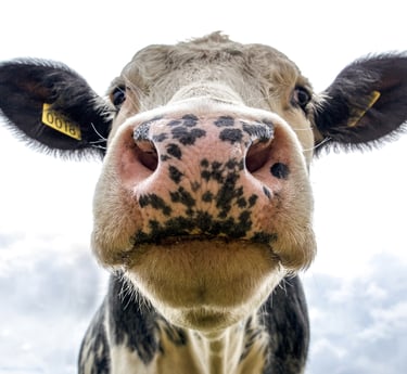 Zbliżenie na twarz krowy z oznakowaniem na uszach na pastwisku.