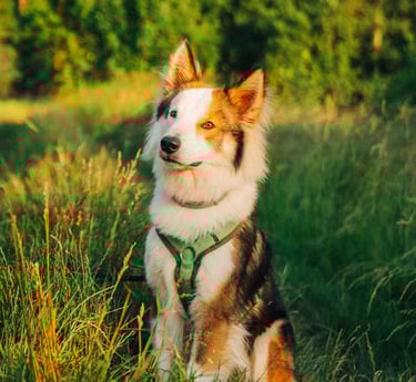 Hund sitzt entspannt im Gras – Startbild der mobilen Hundeschule Takoda