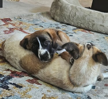 Calm and fulfilled pets is our goal