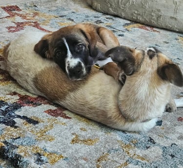 Calm and fulfilled pets is our goal