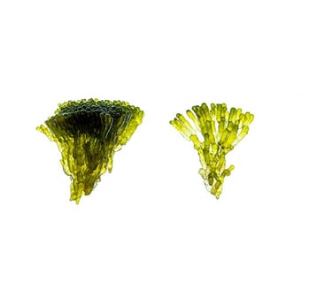 Valonia fastigiata