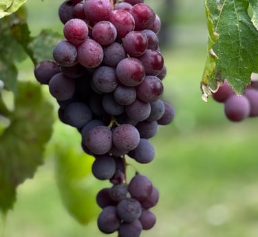 KWRYO, uva lista para la vendimia