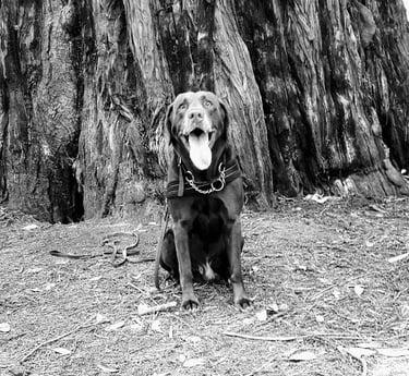 Black and white image of my dog Nico. Name the store after him.