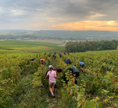 Vendanges en bourgogne pour le domaine Elodie Beaufort
