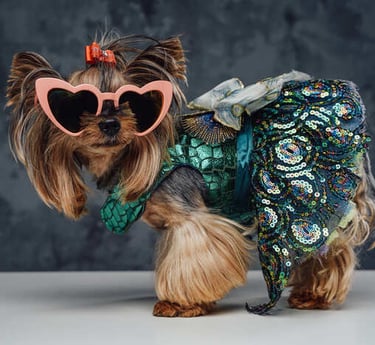 Perrita con lentes, vestido verde decorado con lentejuelas