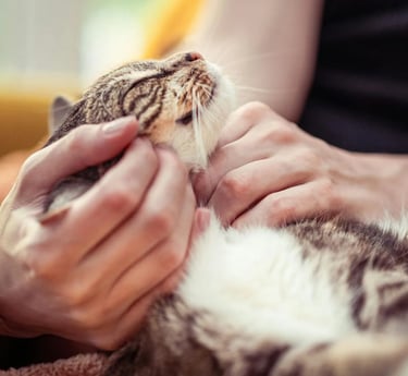 chat heureux et en bonne santé d'une cliente la vie sans crotte de seine-saint-denis 93