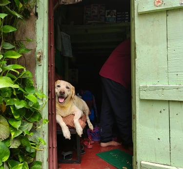 Chien dans l'abri de jardin, content de profiter d'un moment de complicité avec son maître.