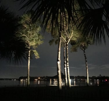 a group of palm trees in the dark with big bright landscape lights