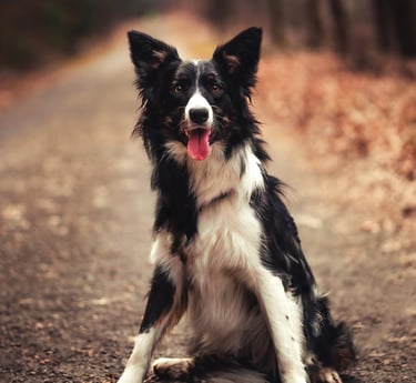 Photographie border collie