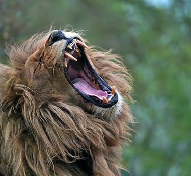 immagine di un leone adulto a bocca spalancata che ruggisce per far sentire la propria forza 