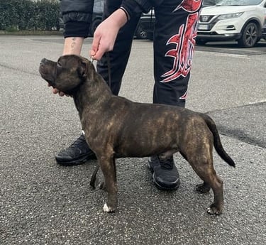 Allevamento Staffy del Piccolo Diavolo