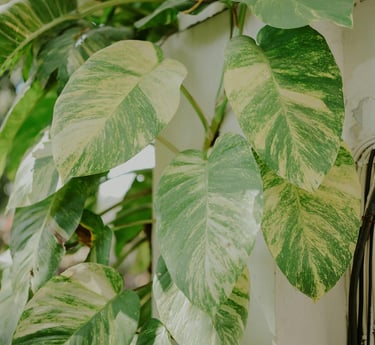 Epipremnum Hawaiian
