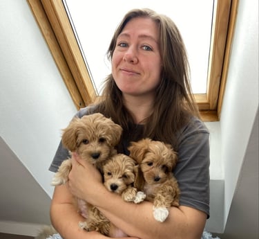 Adopt a Maltipoo Today