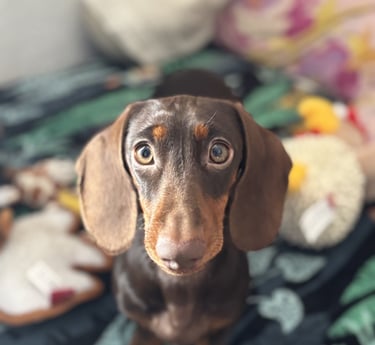 a dog is sitting on a blanket on a blanket