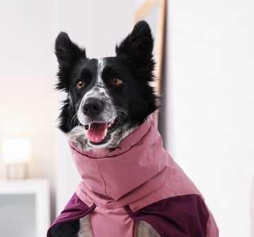 Un border collie blanco y negro con un abrigo impermeable rosa para perros.