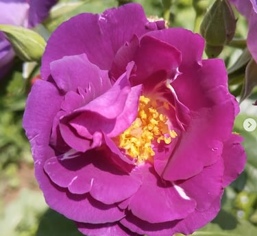 rose ancienne violette