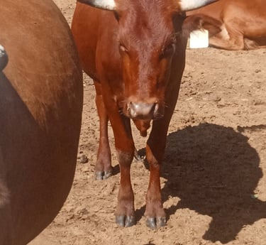 Red-brown cow with short horns standing on dry soil in a sunlit cattle pen,