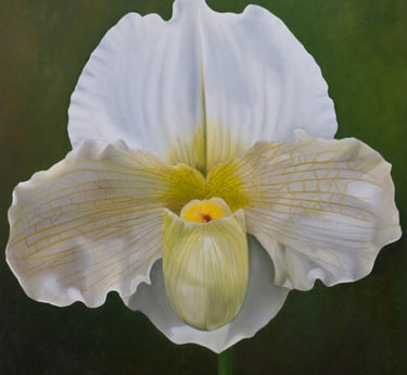 White Phaphiopedalum