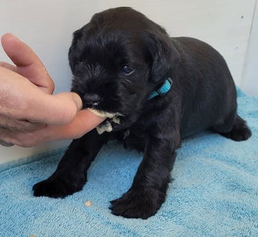 Chiot Schnauzer nain noir