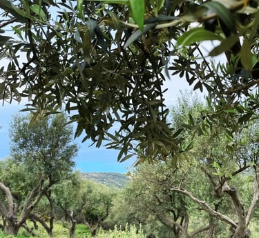 Ramuri de maslin din Epirus Grecia pentru uleiul extravirgin OLOI