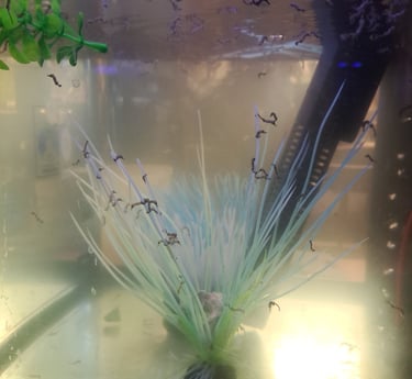 Juvenile seahorses