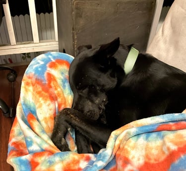 Service Dog sleeping