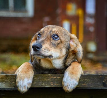 Dog food for Diarrhea