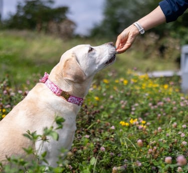 dog with a sensitive stomach