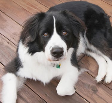 mixed breed dog