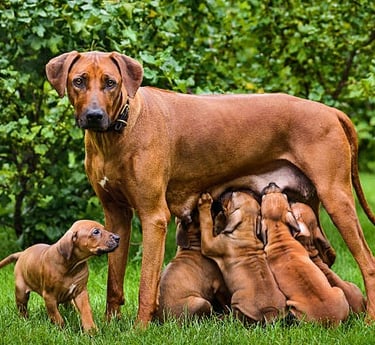 nursing dog