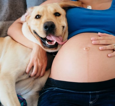 pregnant dog and woman