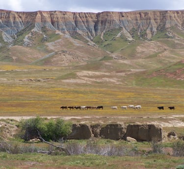 Cattle grazing in a valley within the California Coast Ranges