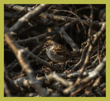 Sparrow hiding in dark branches, representing a site that isn't found by google