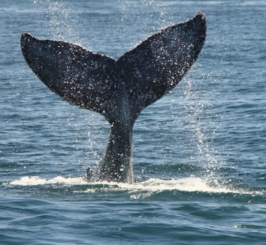 a whale tail fluffle whale tail fluffle tail fin fin fin fin