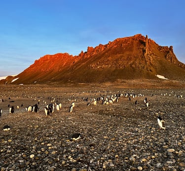 A large colony of Adélie penguins gathers on an Antarctic rocky beach beneath a sunlit orange mountain.