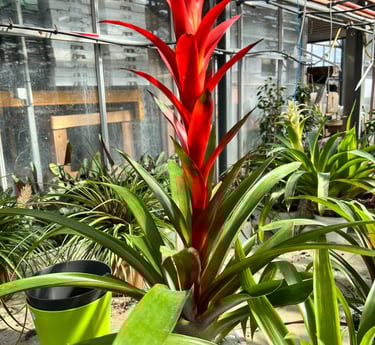 broméliacée en pot dans une jardinerie