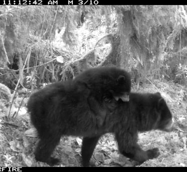 Tremarctos ornatus con cría en cámara trampa, Reserva El Páramo, Guasca