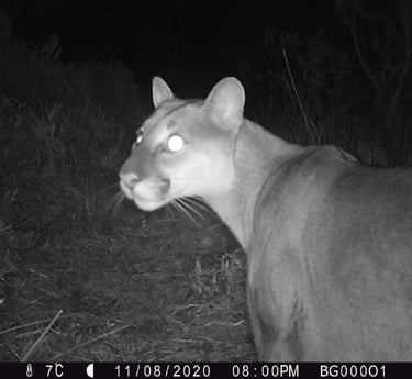 Puma concolor en Reserva Natural El Páramo, Guasca, Colombia — cámara trampa