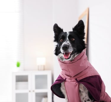 Perro pastor Australiano modelando una chamarra rosa impermeable en un fondo blanco