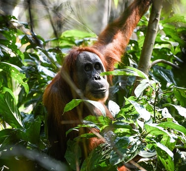 Bukit Lawang Trekking