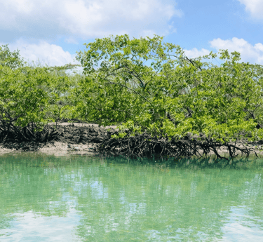 Ilha Mem de Sá passeio tranquilo em Sergipe
