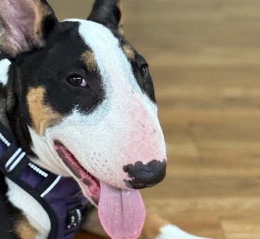 A tricolor Bull Terrier with a white face and black eye patches wearing a purple harness.