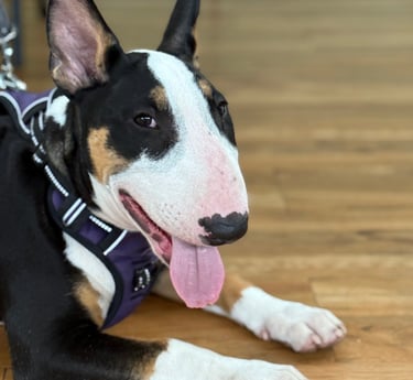 Brodie and English bull terrier at puppy class in stourbridge